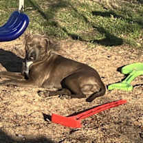 Thumbnail photo of Maisy #3