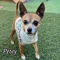 adopt-pet