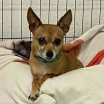 Thumbnail photo of Petey #2