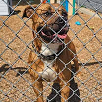 Thumbnail photo of Koda #1