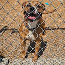 Thumbnail photo of Koda #2