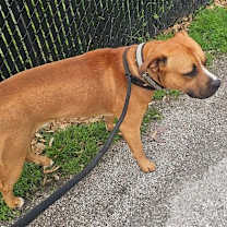 Thumbnail photo of Koda #3
