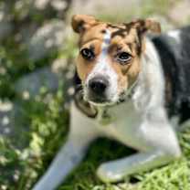 Thumbnail photo of Lucky Dog #2