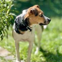 Thumbnail photo of Lucky Dog #3
