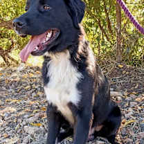 Thumbnail photo of Nico #1