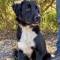 Thumbnail photo of Nico #2