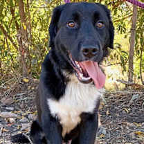 Thumbnail photo of Nico #3