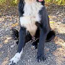 Thumbnail photo of Nico #4