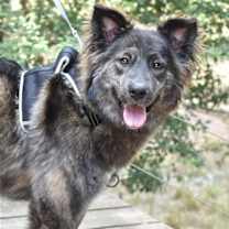 Thumbnail photo of Ursa #1