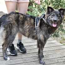 Thumbnail photo of Ursa #3