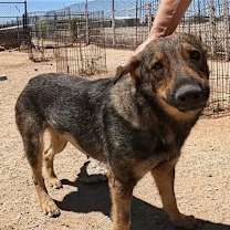 adopt-pet