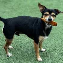 Thumbnail photo of Bruce #1