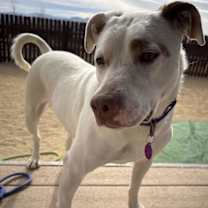 Thumbnail photo of Stella #1
