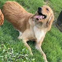 Thumbnail photo of Hank #4