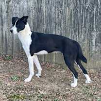 Thumbnail photo of TYFANI #1