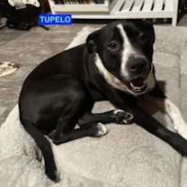 Thumbnail photo of TUPELO #3