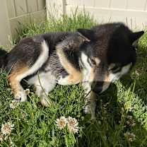 Thumbnail photo of Shago #3