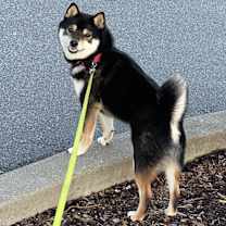 Thumbnail photo of Shago #2