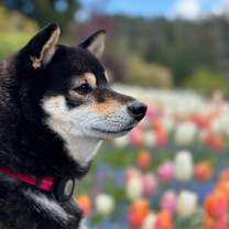 Thumbnail photo of Shago #1