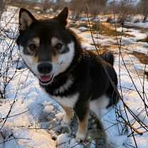 Thumbnail photo of Shago #4