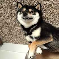 Thumbnail photo of Shago #6