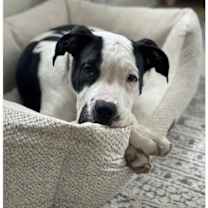 Thumbnail photo of NASH (COURTESY POST) #1