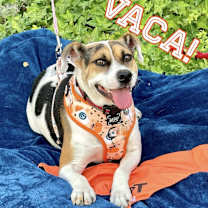 Thumbnail photo of Vaca #1