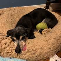 Thumbnail photo of Morrigan (In Foster) #4