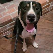 adopt-pet