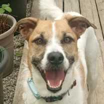 adopt-pet
