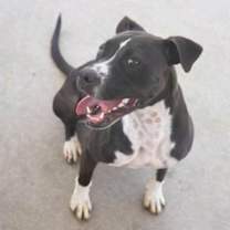 Thumbnail photo of Blaze #3