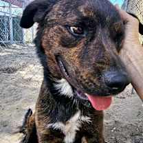Thumbnail photo of Nickel #4