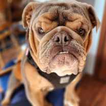 Thumbnail photo of Billy #1