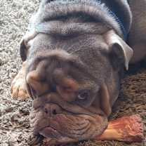 Thumbnail photo of Billy #2