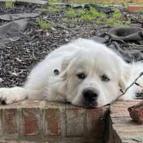 Thumbnail photo of Oso #3