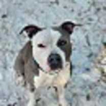 Thumbnail photo of ANGEL #1
