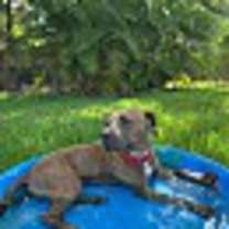 Thumbnail photo of BOOMER #1