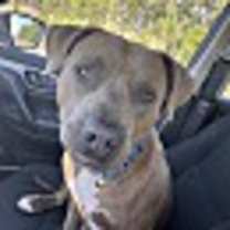 Thumbnail photo of BOOMER #3