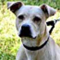 Thumbnail photo of HEATHER #1