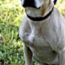 Thumbnail photo of HEATHER #2