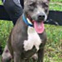 Thumbnail photo of LIZZIE #1