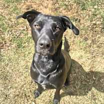 Thumbnail photo of Bailey - 25 is my lucky number! #2