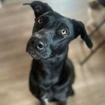 Thumbnail photo of Bailey - 25 is my lucky number! #3
