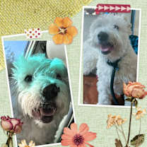 Thumbnail photo of Comet #1