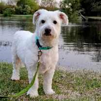 Thumbnail photo of Comet #2
