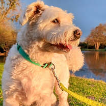 Thumbnail photo of Comet #3