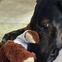 Thumbnail photo of Shadow #1