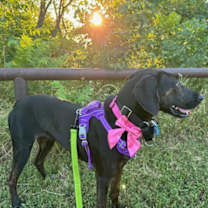 Thumbnail photo of Shadow #2