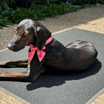 Thumbnail photo of Shadow #3