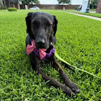 Thumbnail photo of Shadow #4